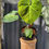 Thumbnail: Philodendron El Choco Red