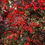 Thumbnail: Nandina  Domestica Heavenly Bamboo 6818