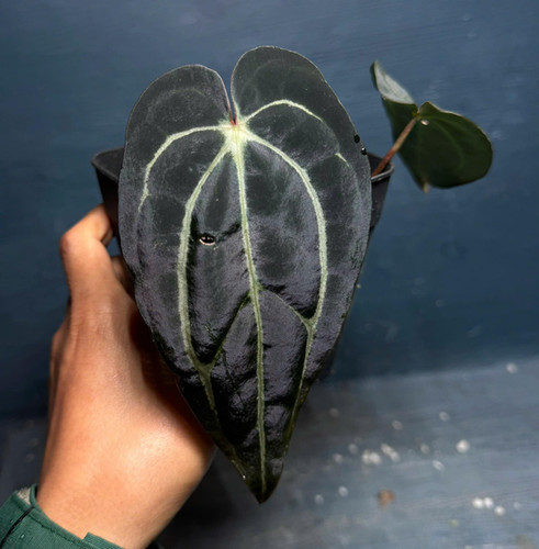 その他観葉植物 Anthurium carlablackiae Anthurium Carlablackiae Near Me | Local Plant Delivery Canada