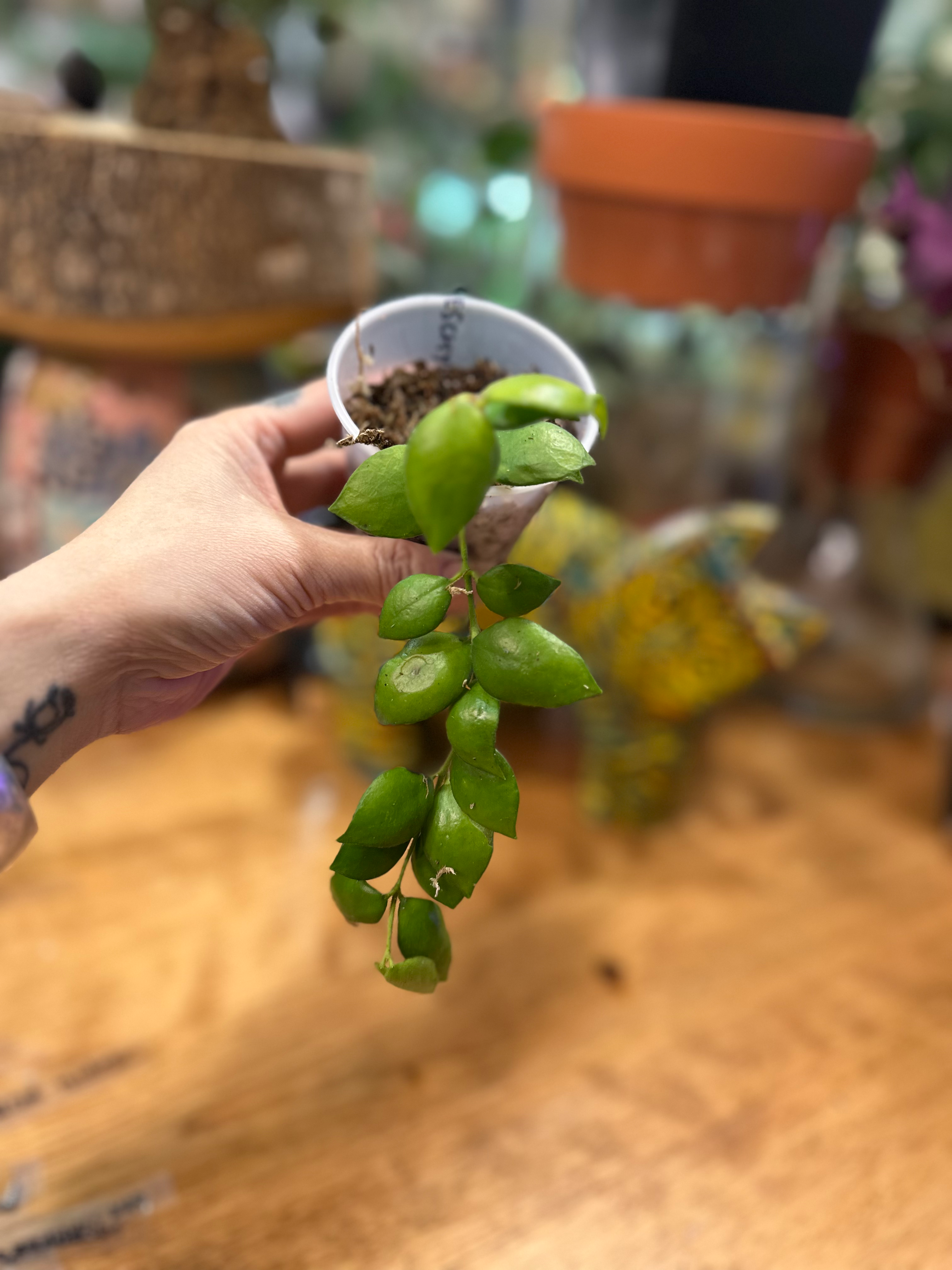 Hoya Aeschynanthoides 6107