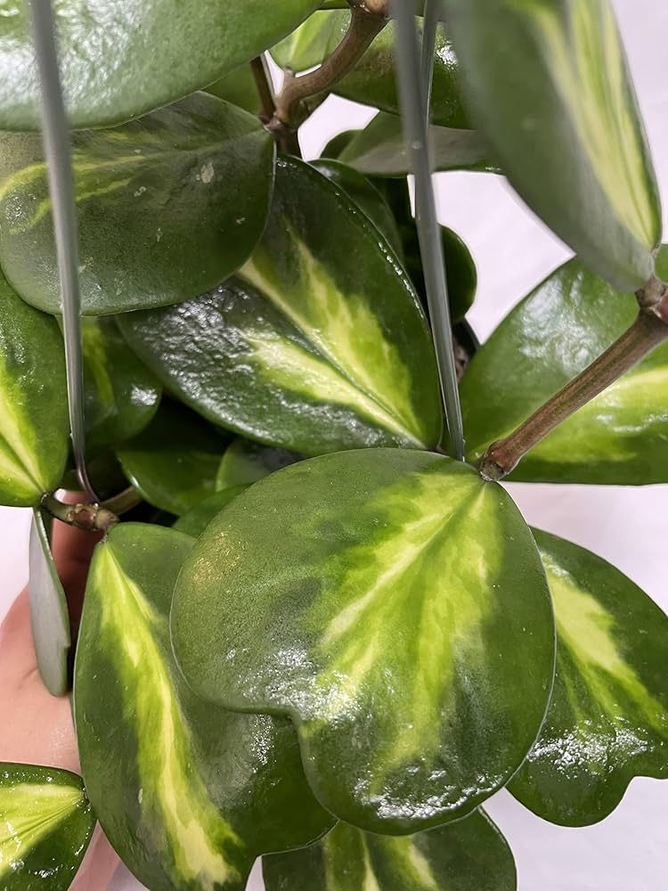 Hoya kerrii ‘Inner Variegated’