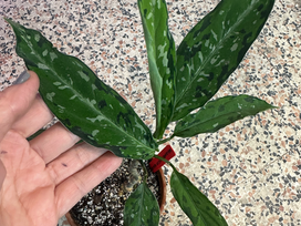 Aglaonema Pictum Tricolor showing three-tone camouflage pattern on living leaves