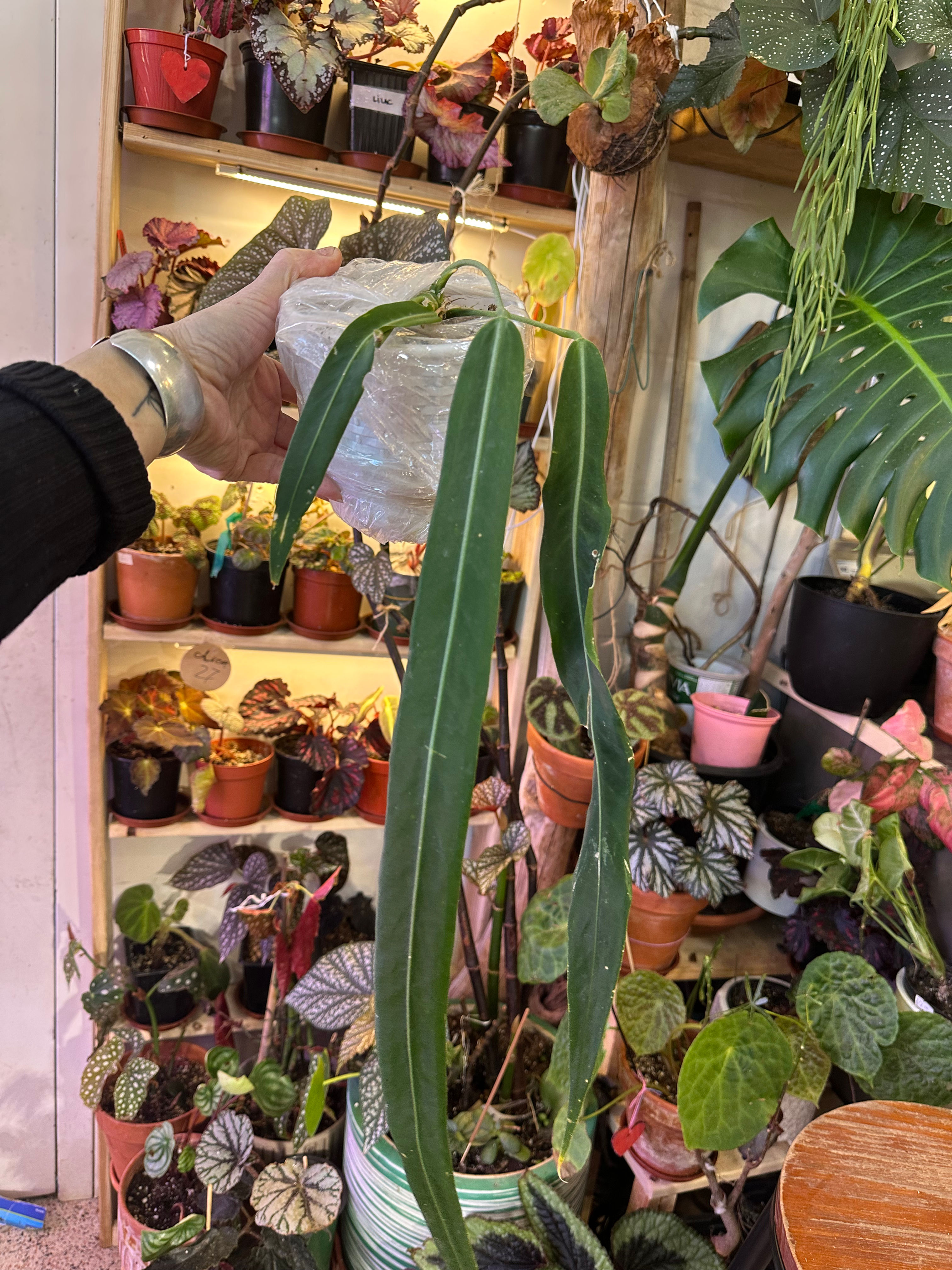 Anthurium pallidiflorum