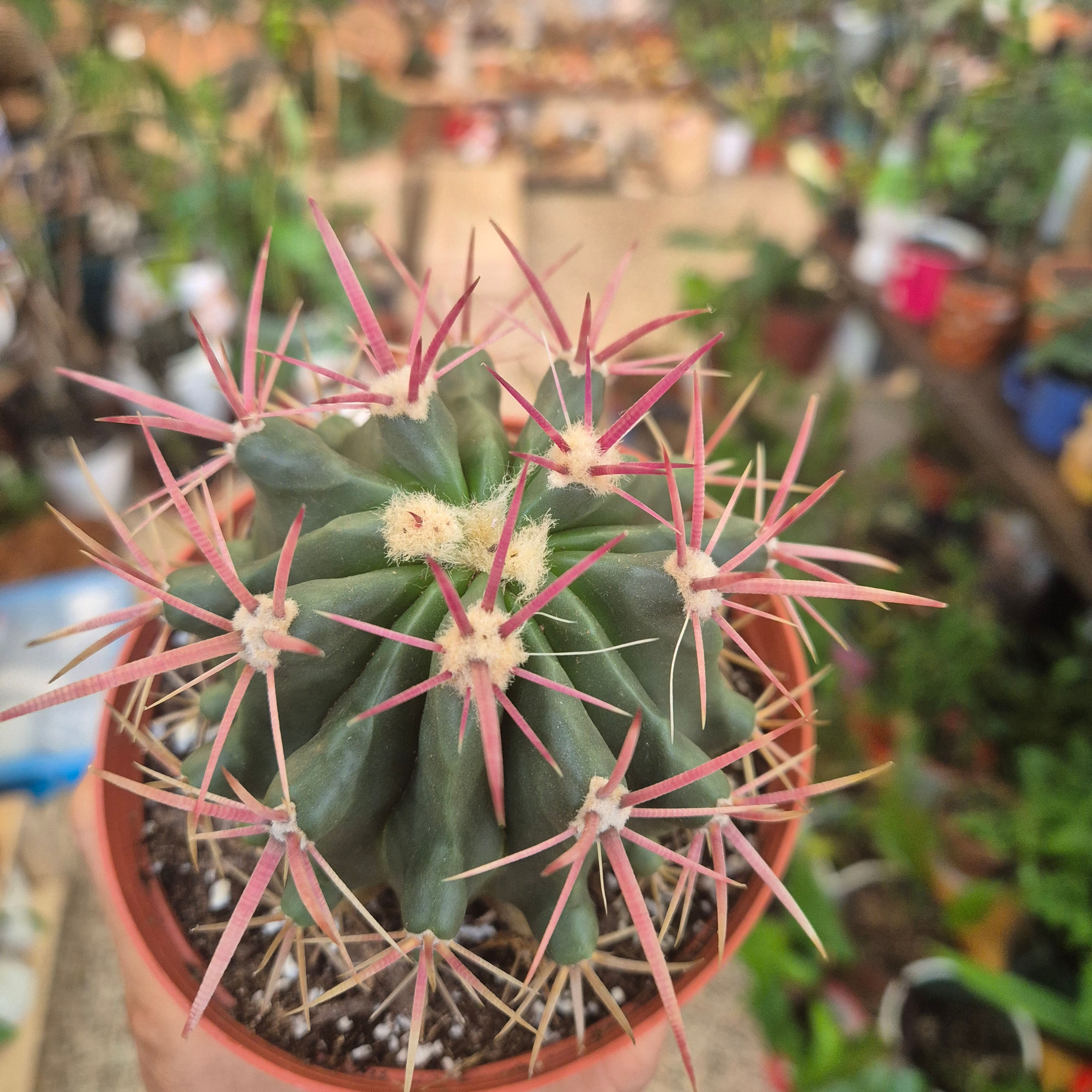 Ferocactus Wislizenii Fishhook Barrel Cactus Candy Barrel Cactus 7020