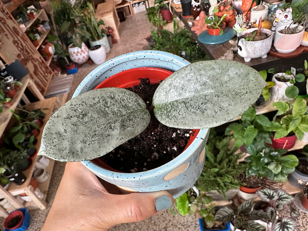 Hoya Nova Ghost