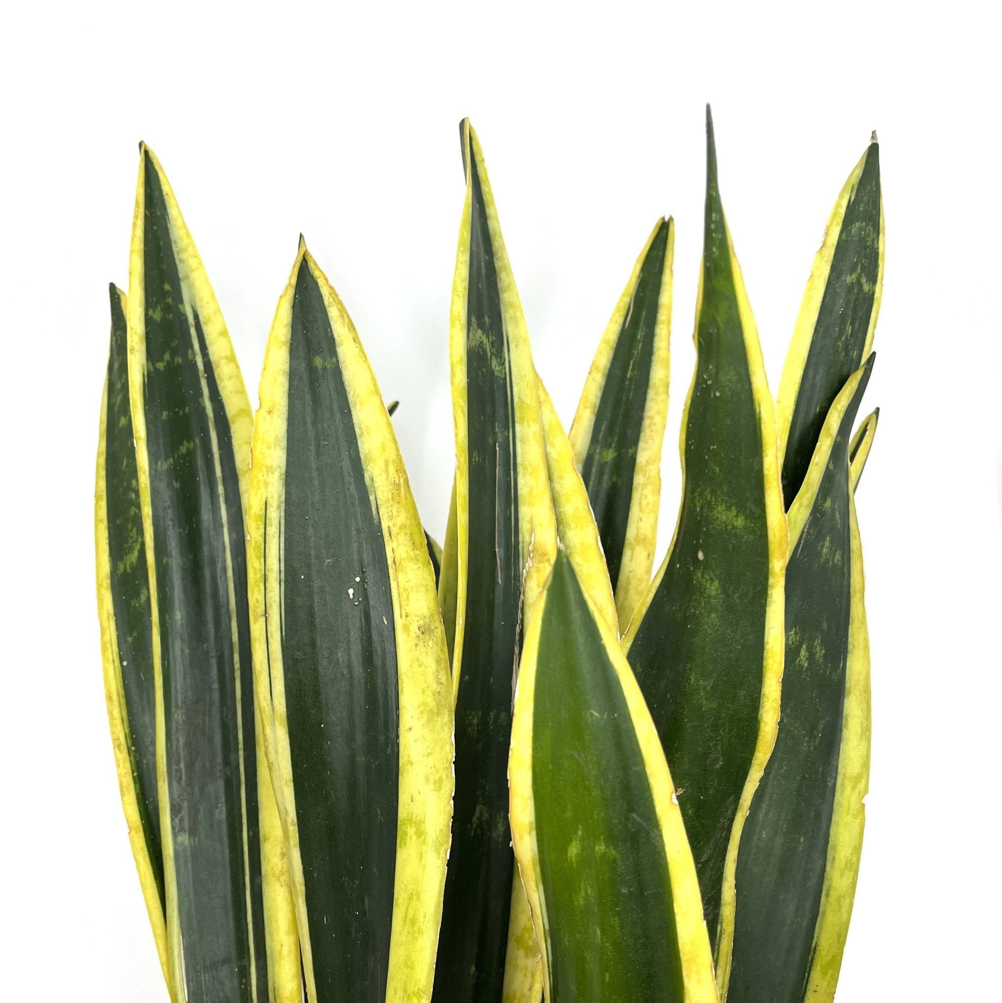 ‘Laurentii’ - Snake plant 6703