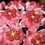 Thumbnail: Hoya Excavata 6268