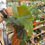 Thumbnail: Begonia Maculata Angle wing
