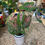 Thumbnail: Caladium Pink Beauty 6451