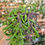 Thumbnail: String of Purple Banana 6510