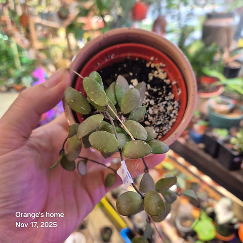 Buy Hoya Mini Coin Kalimantan | Rare Plant Shop Canada
