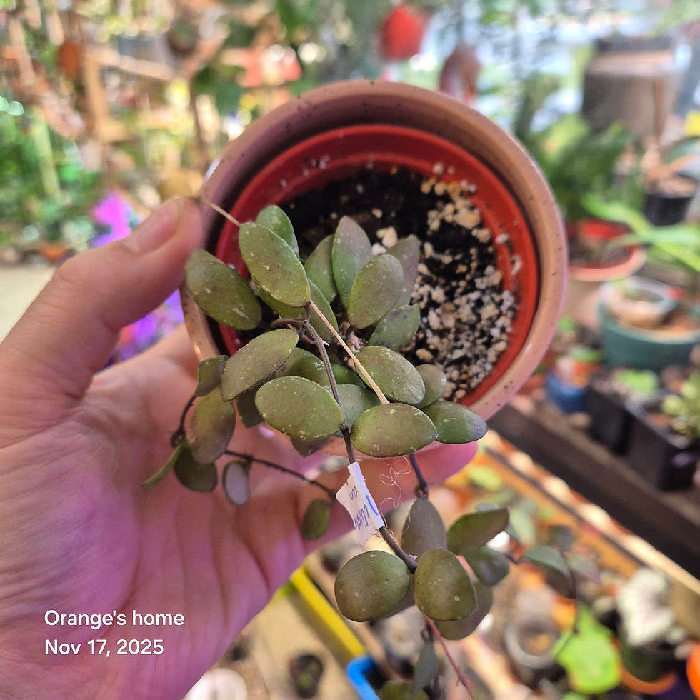Hoya sp. Kalimantan ‘Mini Coin’