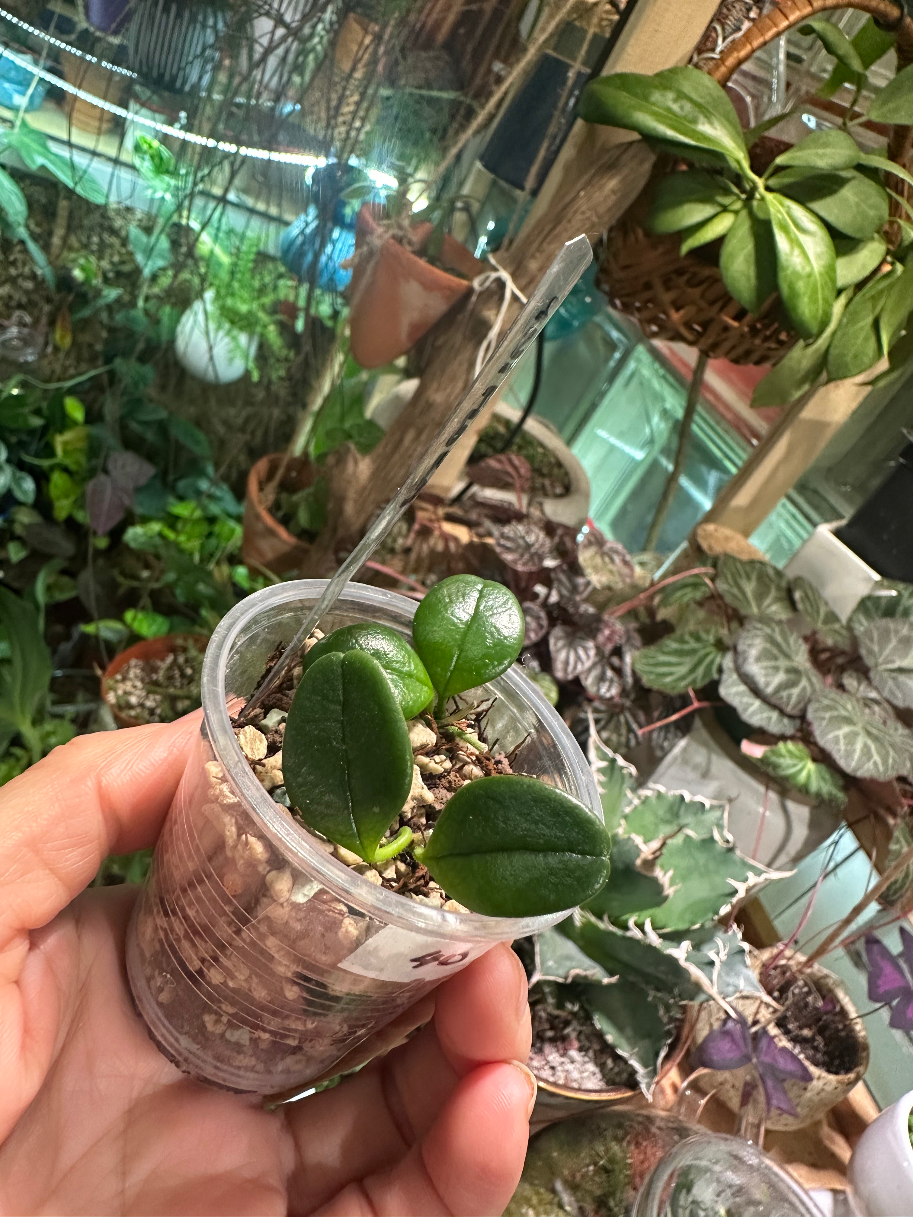 Hoya Uniflora 6467