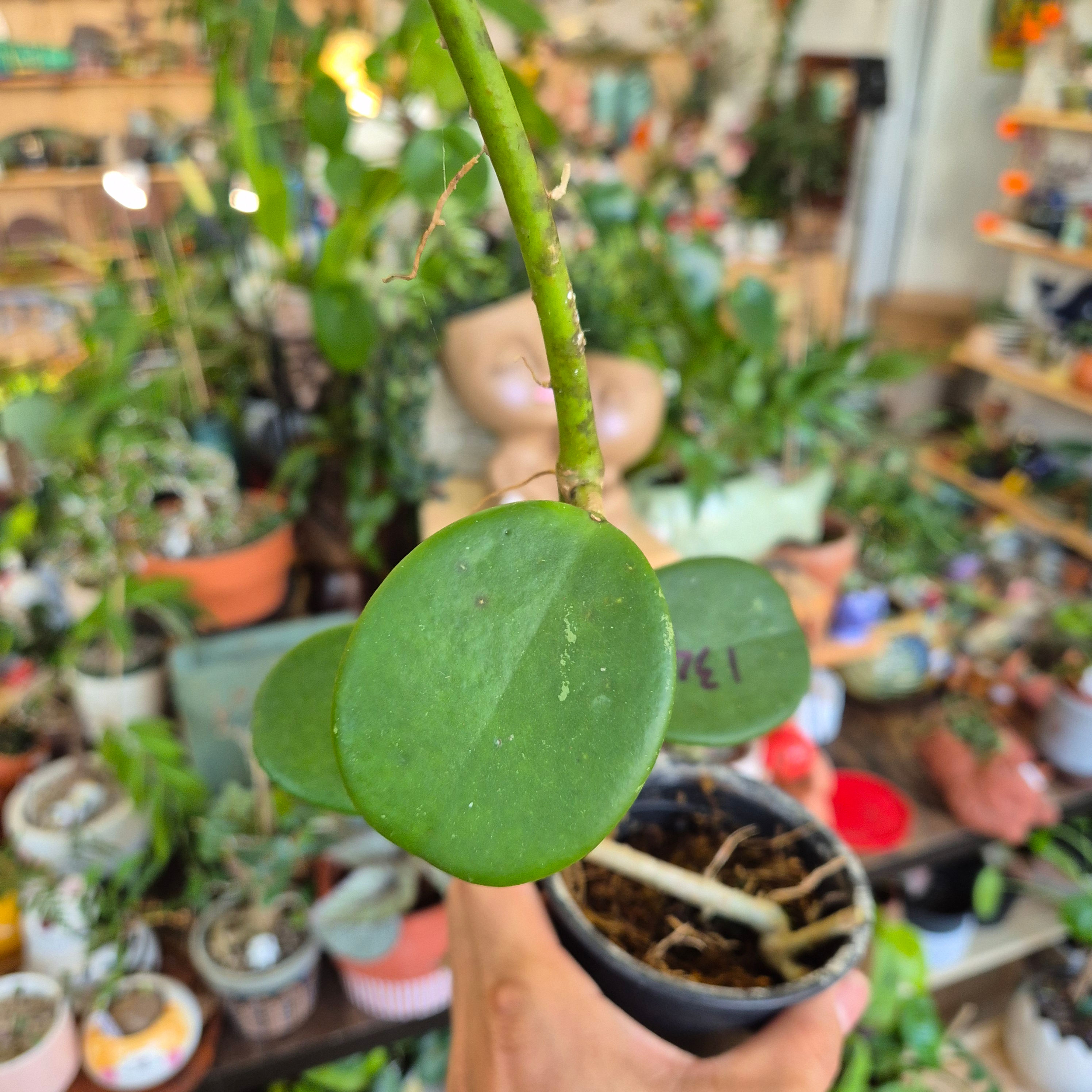 Hoya Obovata 6153
