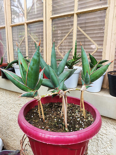 dracaena outdoor plant Dragon Tree (Dracaena draco) main image 0