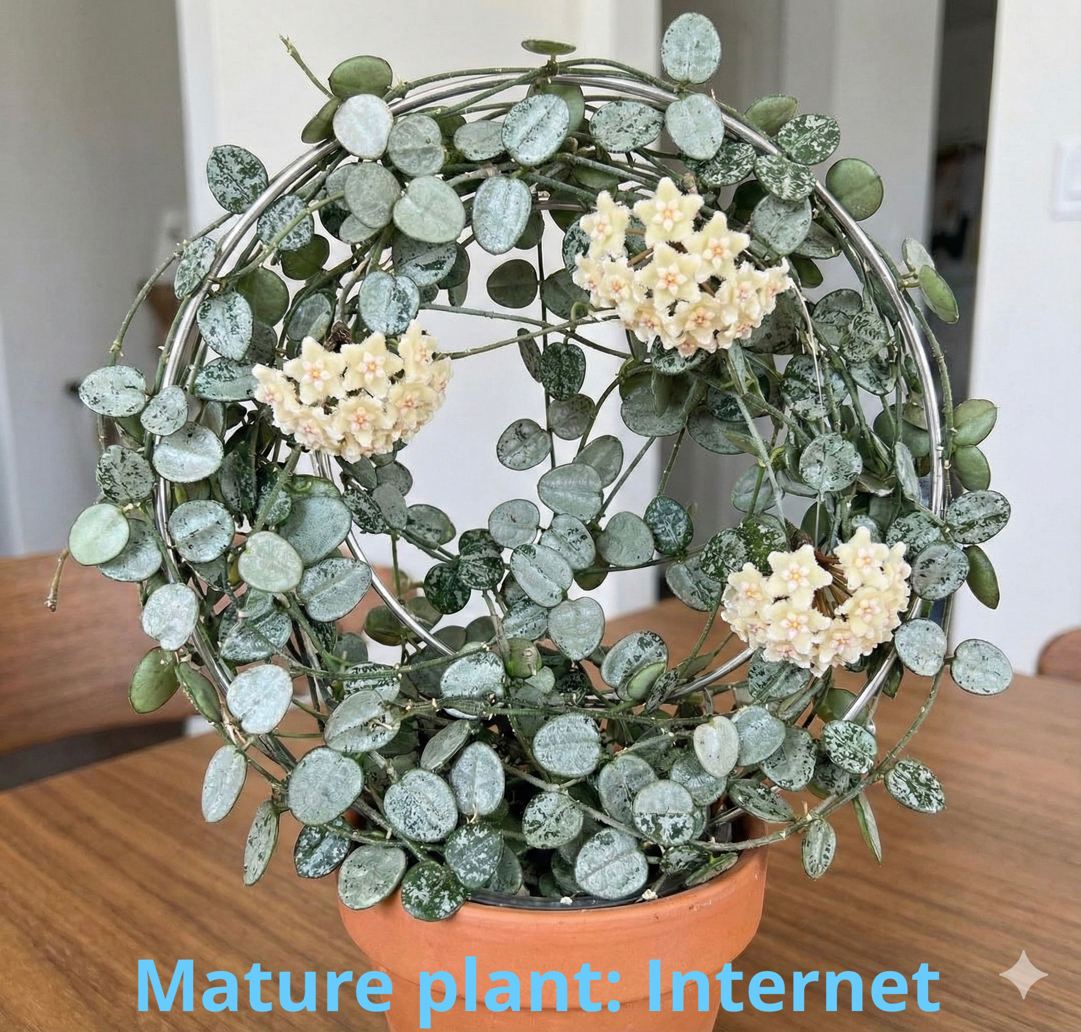 Hoya Serpens 'Silver' 6480