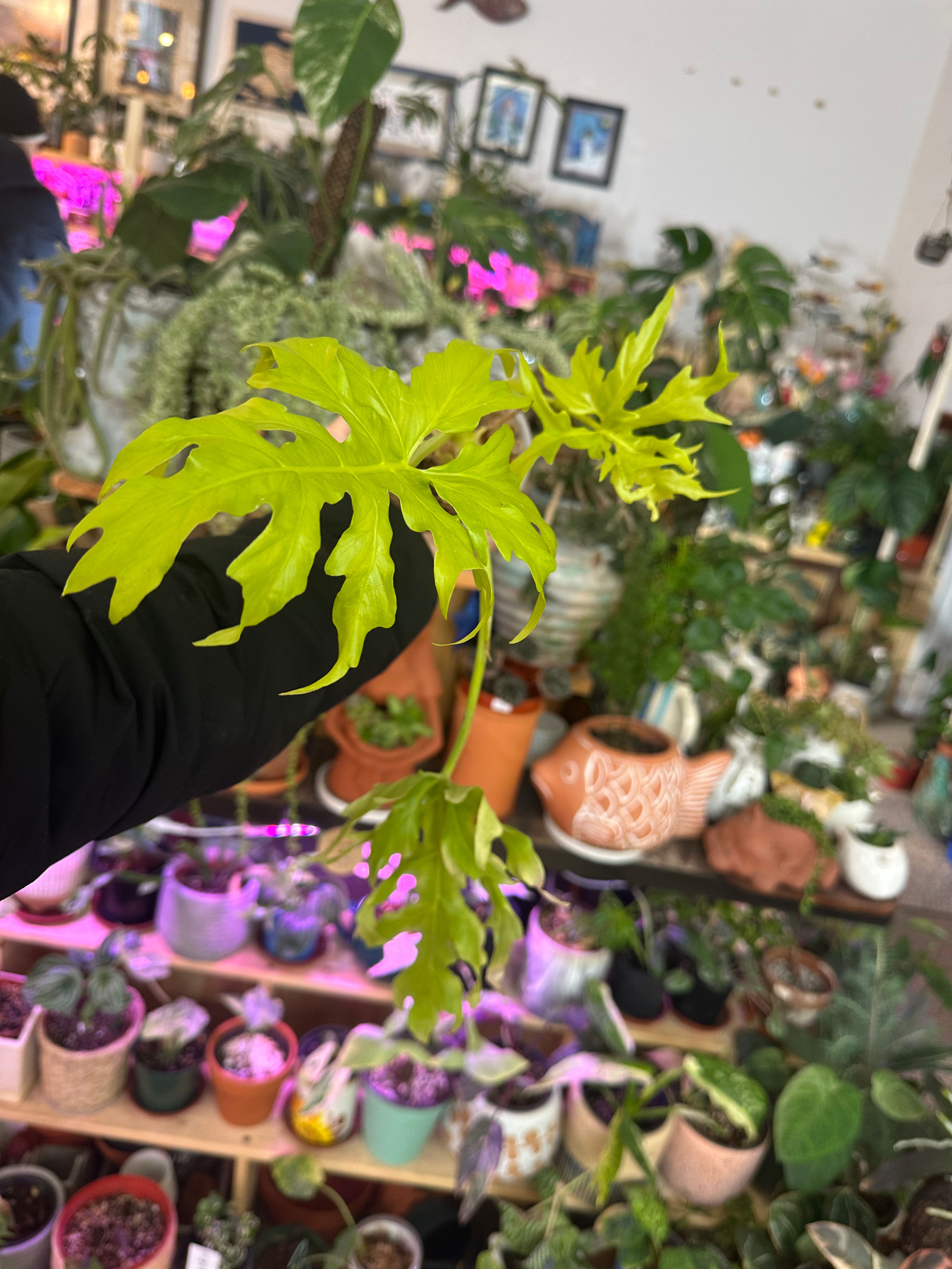 Philodendron Neon Selloum