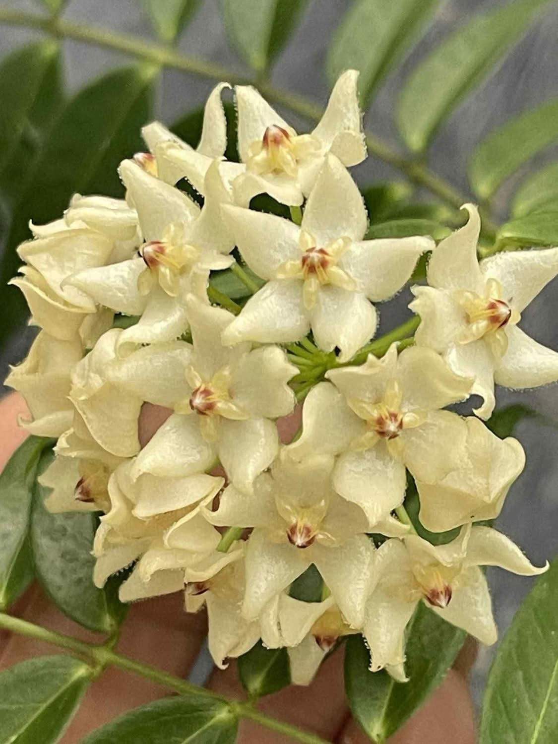 Hoya Leucantha 6382