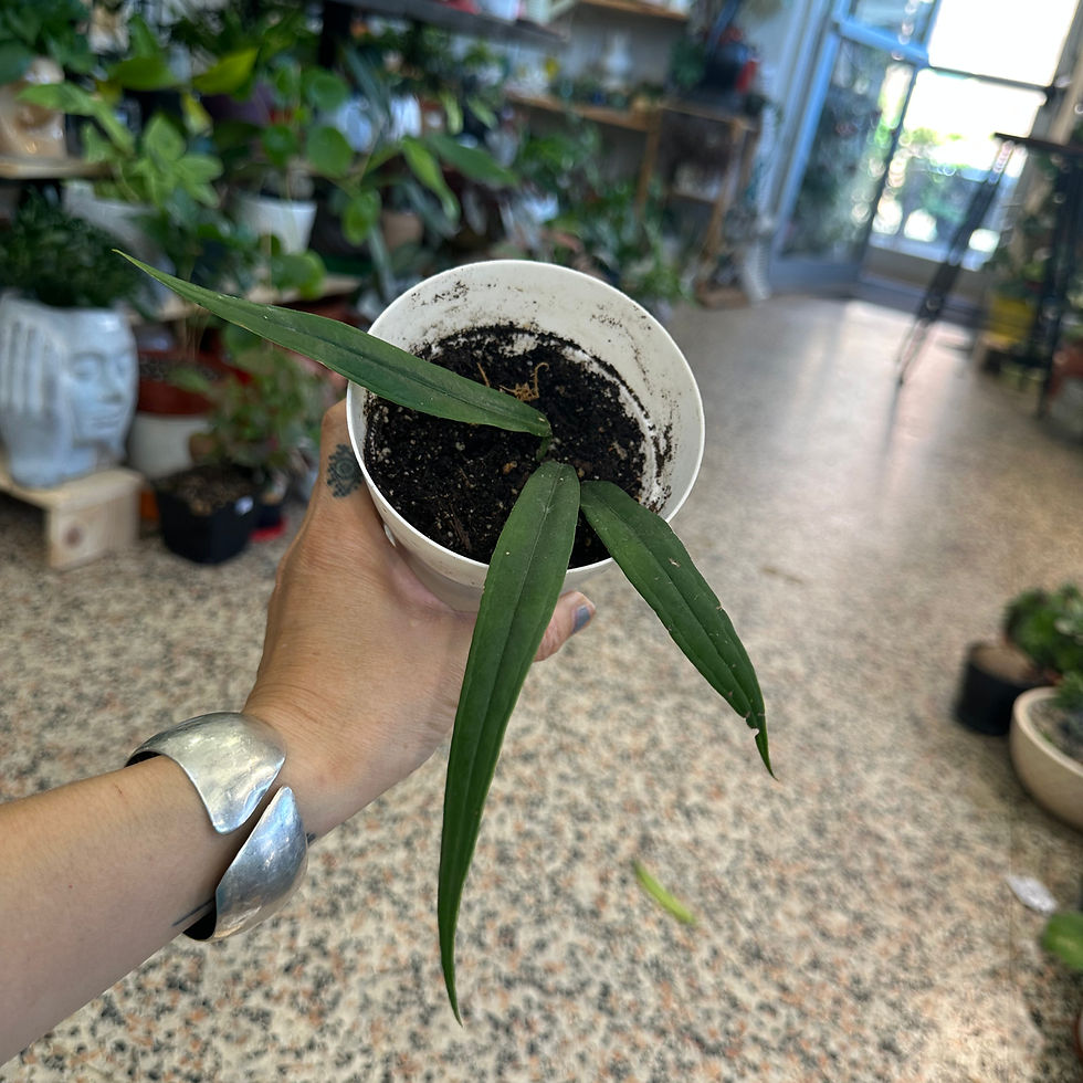 Anthurium Bakeri