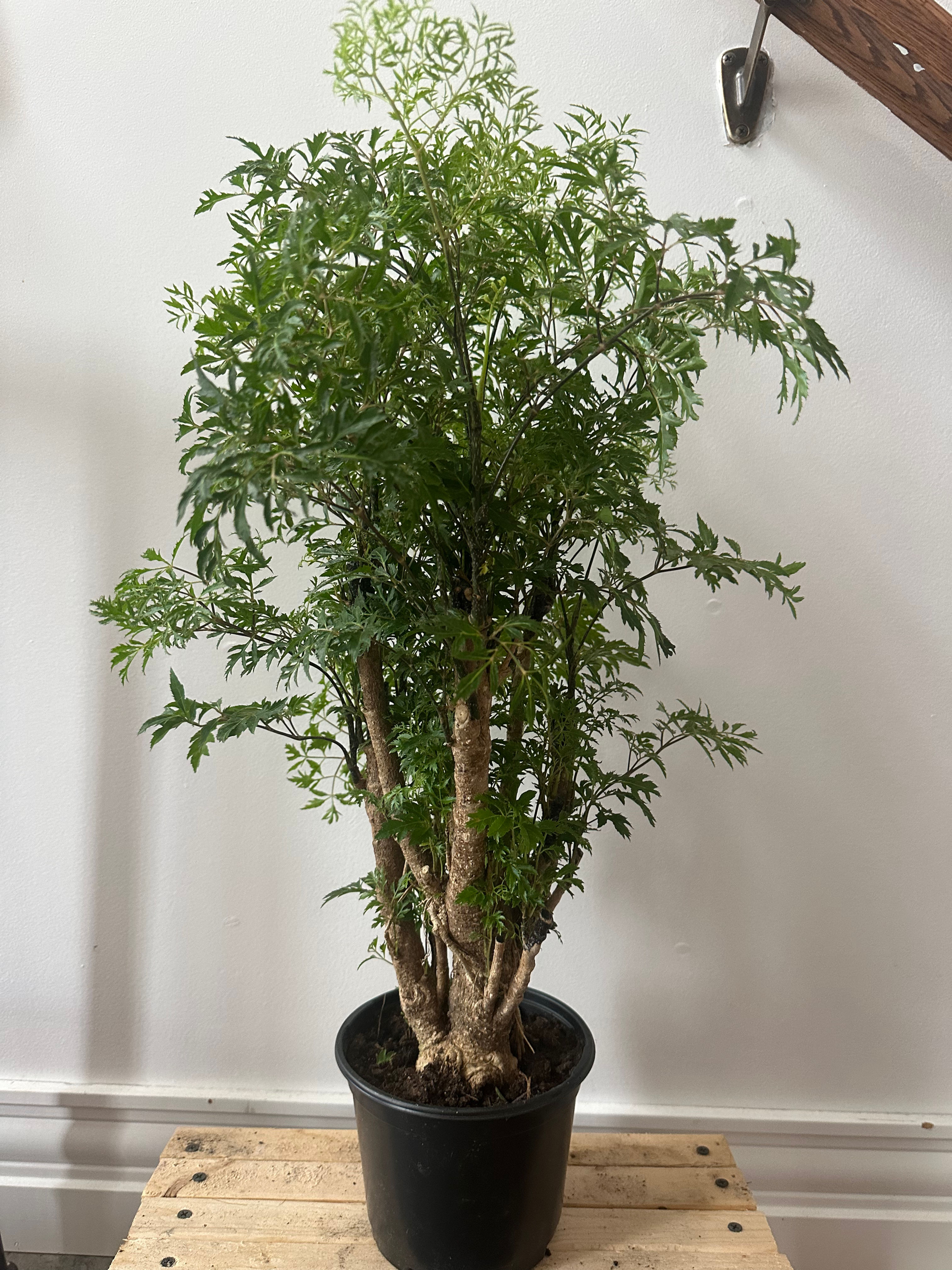 Ming Aralia (Polyscias fruticosa)