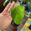 Thumbnail: Monstera Albo ‘Tiger’ Veriegated 7305