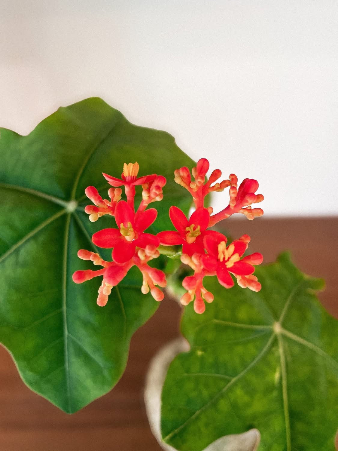 Jatropha Podagrica, Buddha Belly Plant or Gout Plant 6970