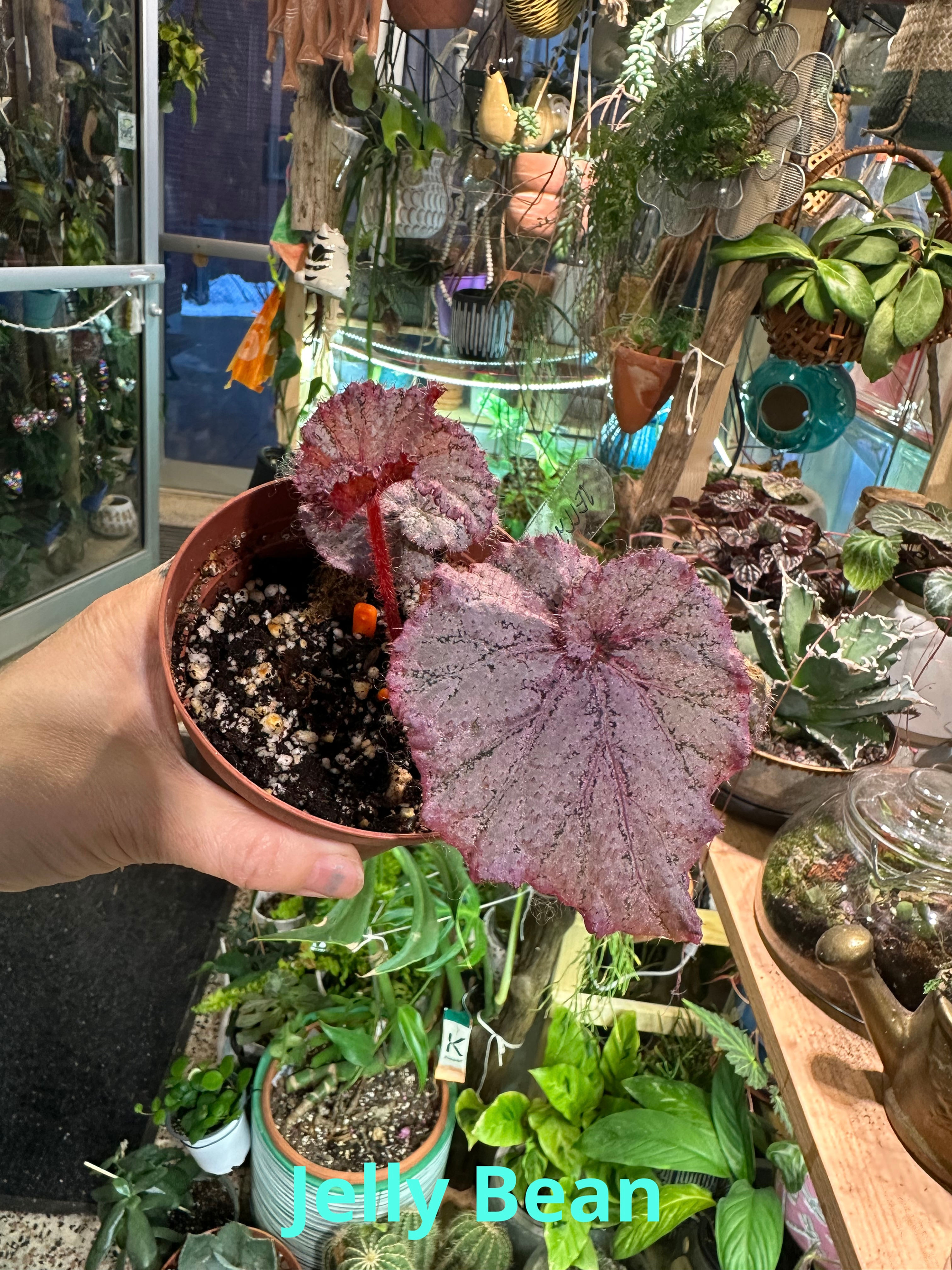 Begonia Jelly Bean 6660