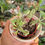 Thumbnail: Variegated Euphorbia Poisonii