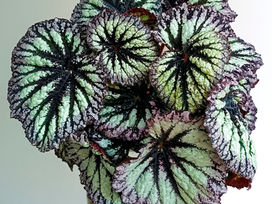 Begonia Care Guide: Types, Propagation & Common Problems
