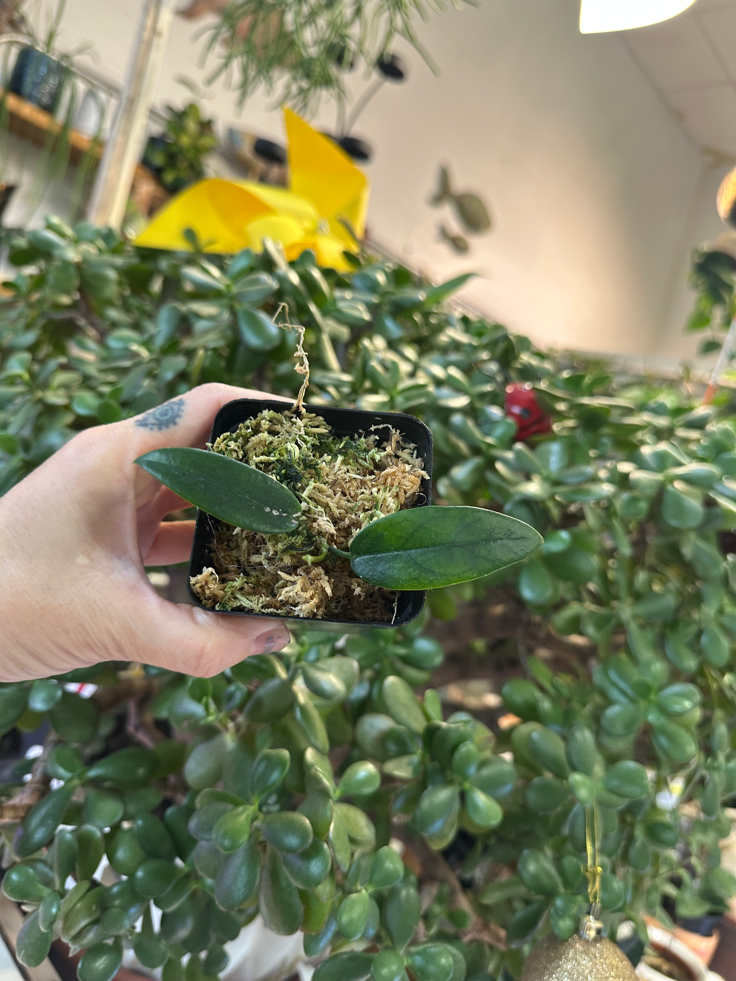 Hoya Macgillivrayi