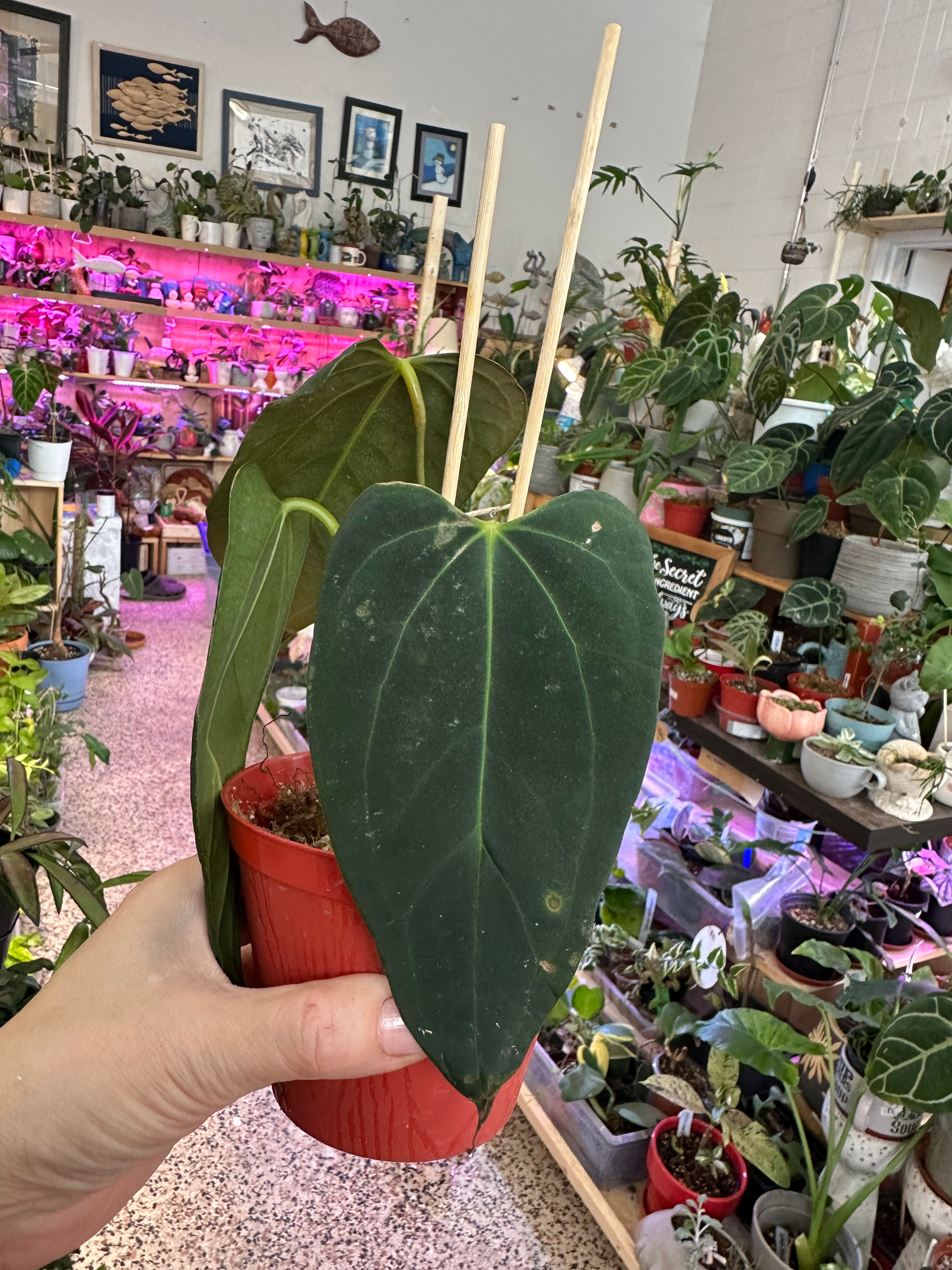 Anthurium Portilae dorito