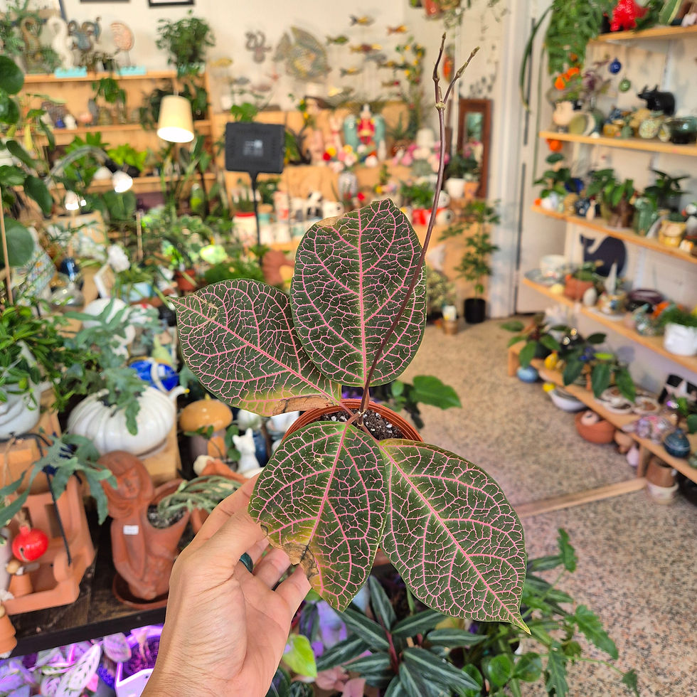 Prestonia Quinquangularis