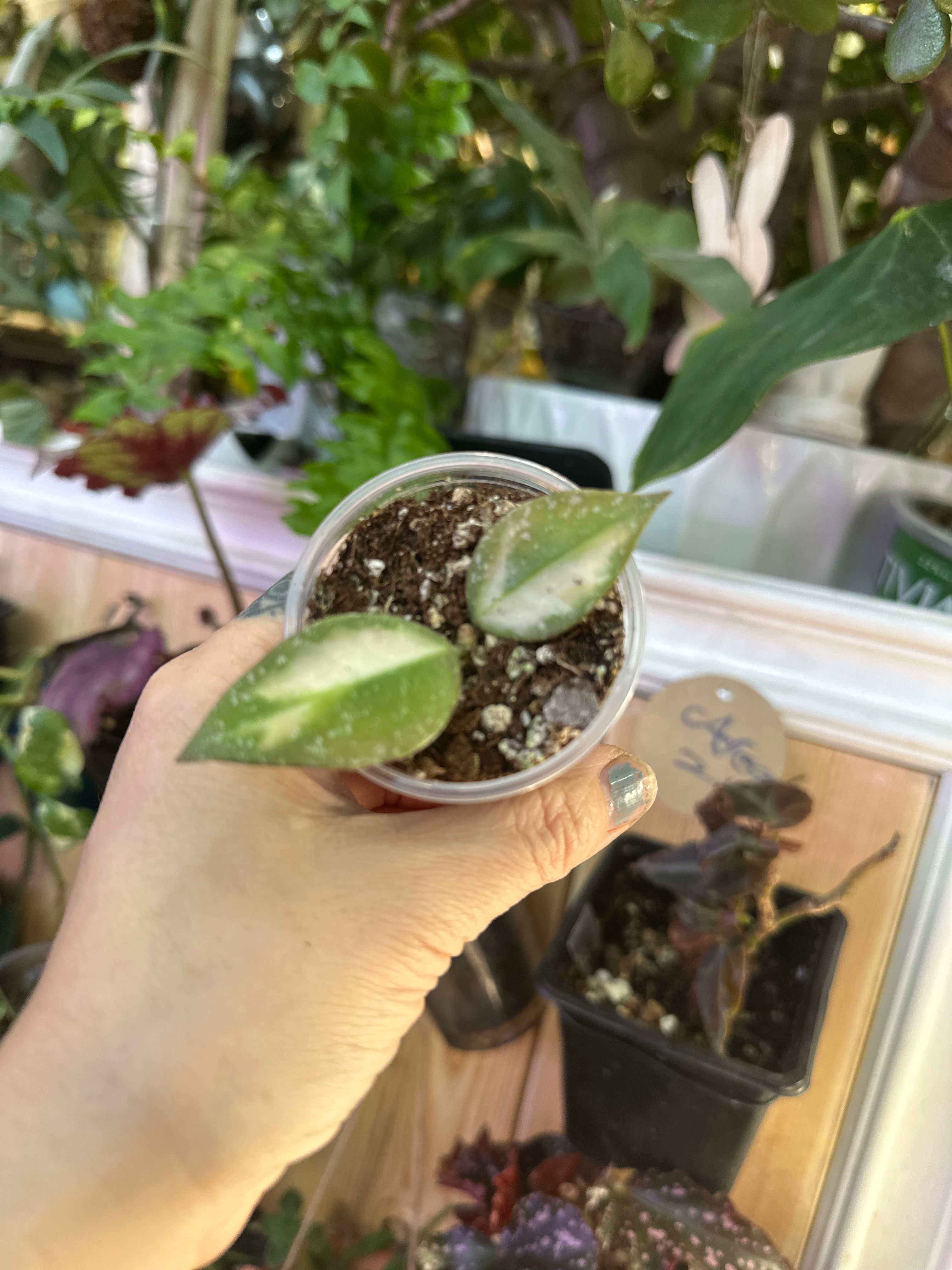 Hoya Nabawaensis varigated 6478