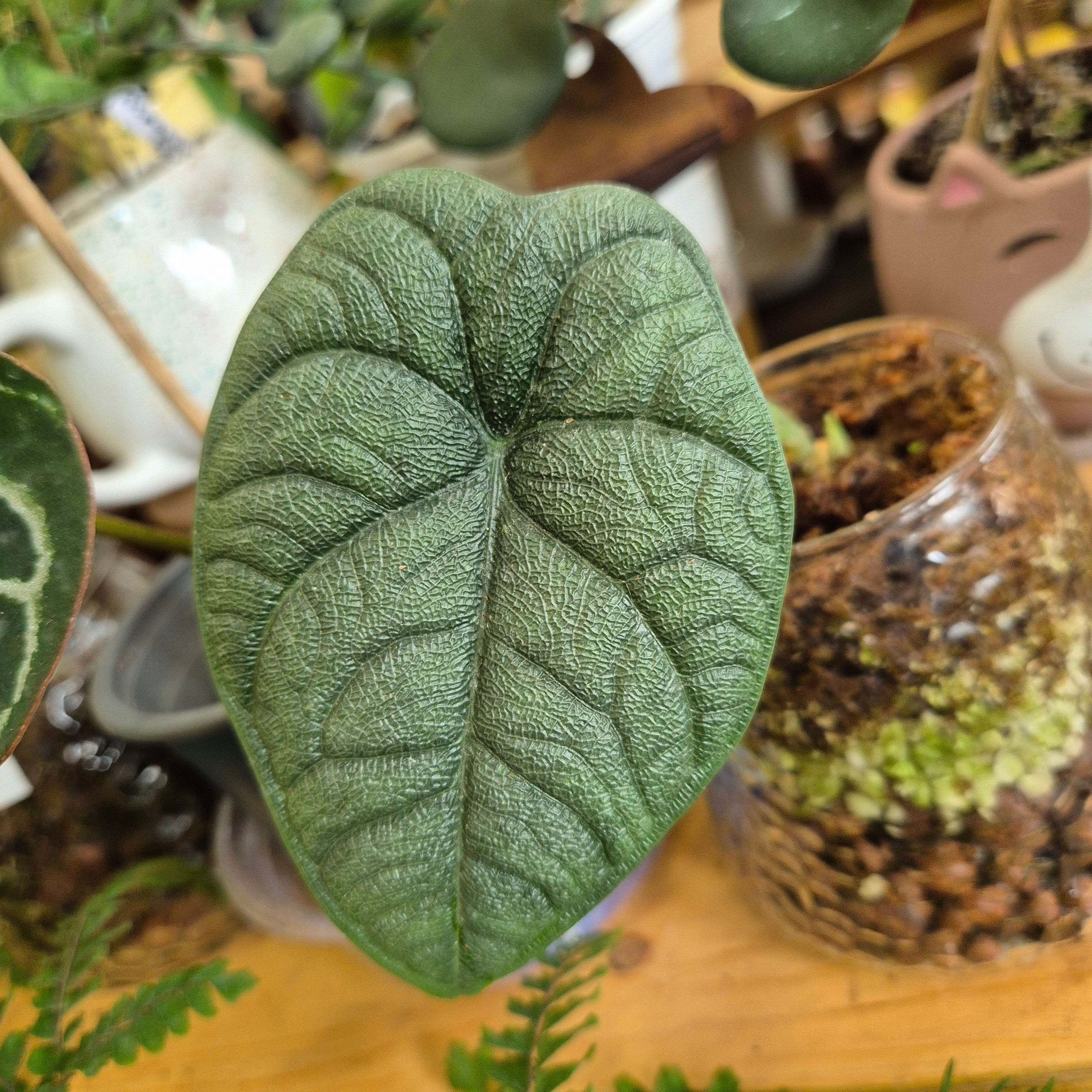 Alocasia rugosa ‘Melo’
