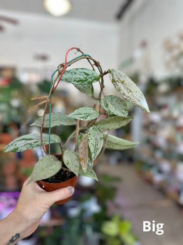 その他観葉植物 Hoya pubicalyx 'Pink Silver Ghost' file.jpg