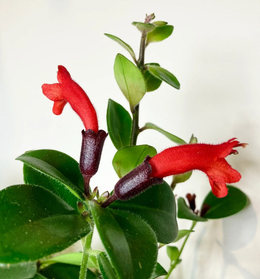 Lipstick Plant ‘Mona Lisa’