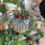 Thumbnail: Rhipsalis Pilocarpa 7400