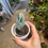 Thumbnail: Hoya Wilbur grave splash