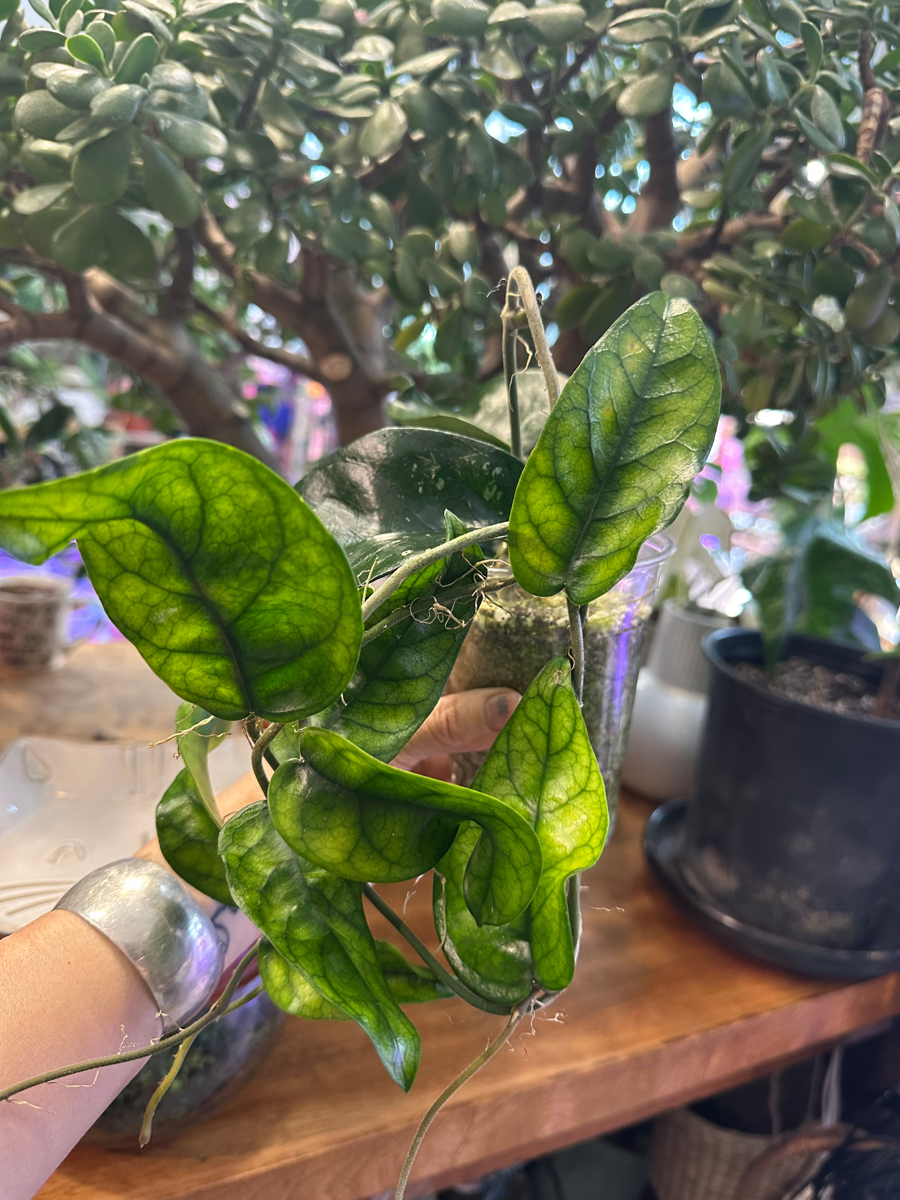 Hoya Tam Dao 6962