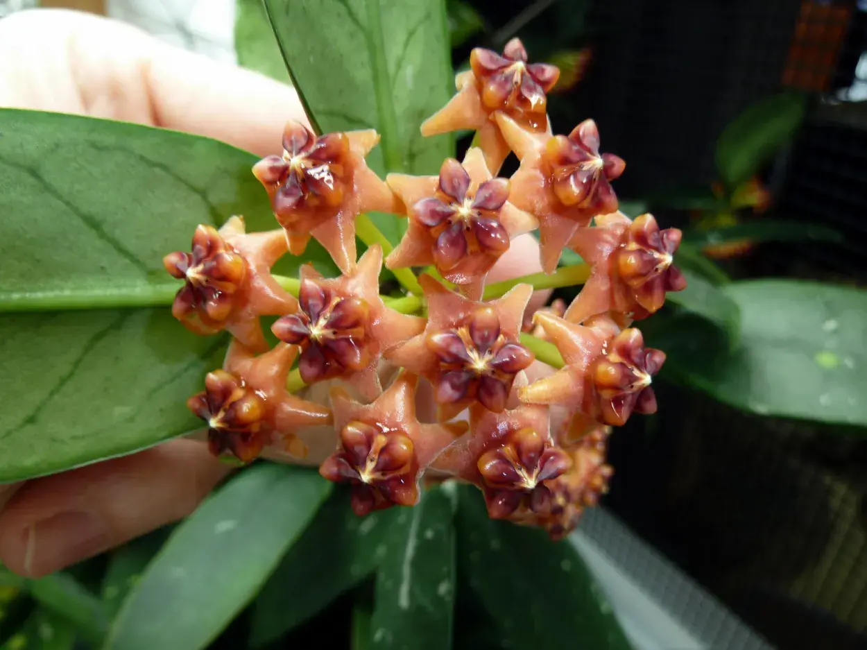 Hoya Lobbii Quang Binh 6204