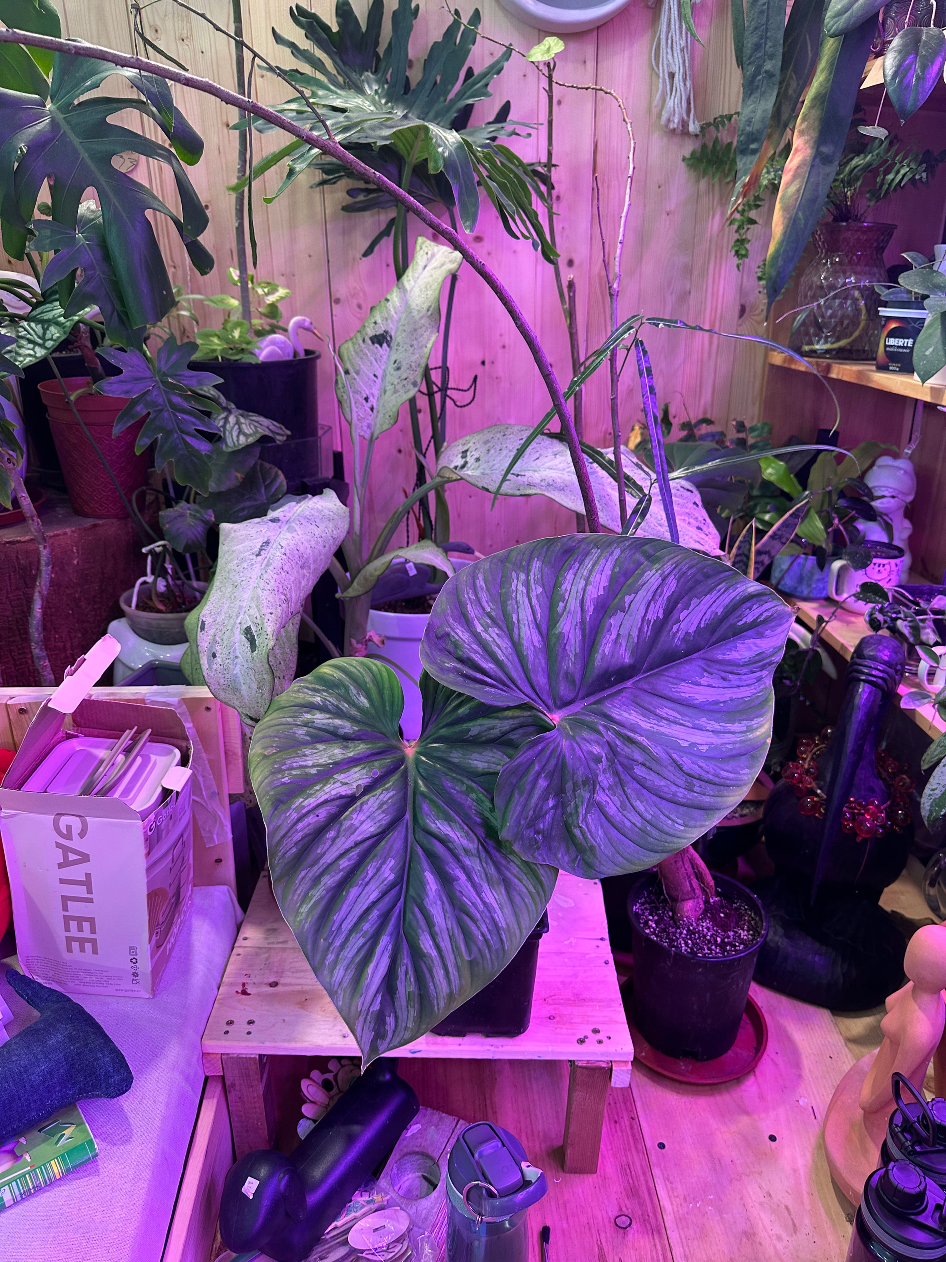 Philodendron Plowmanii black face