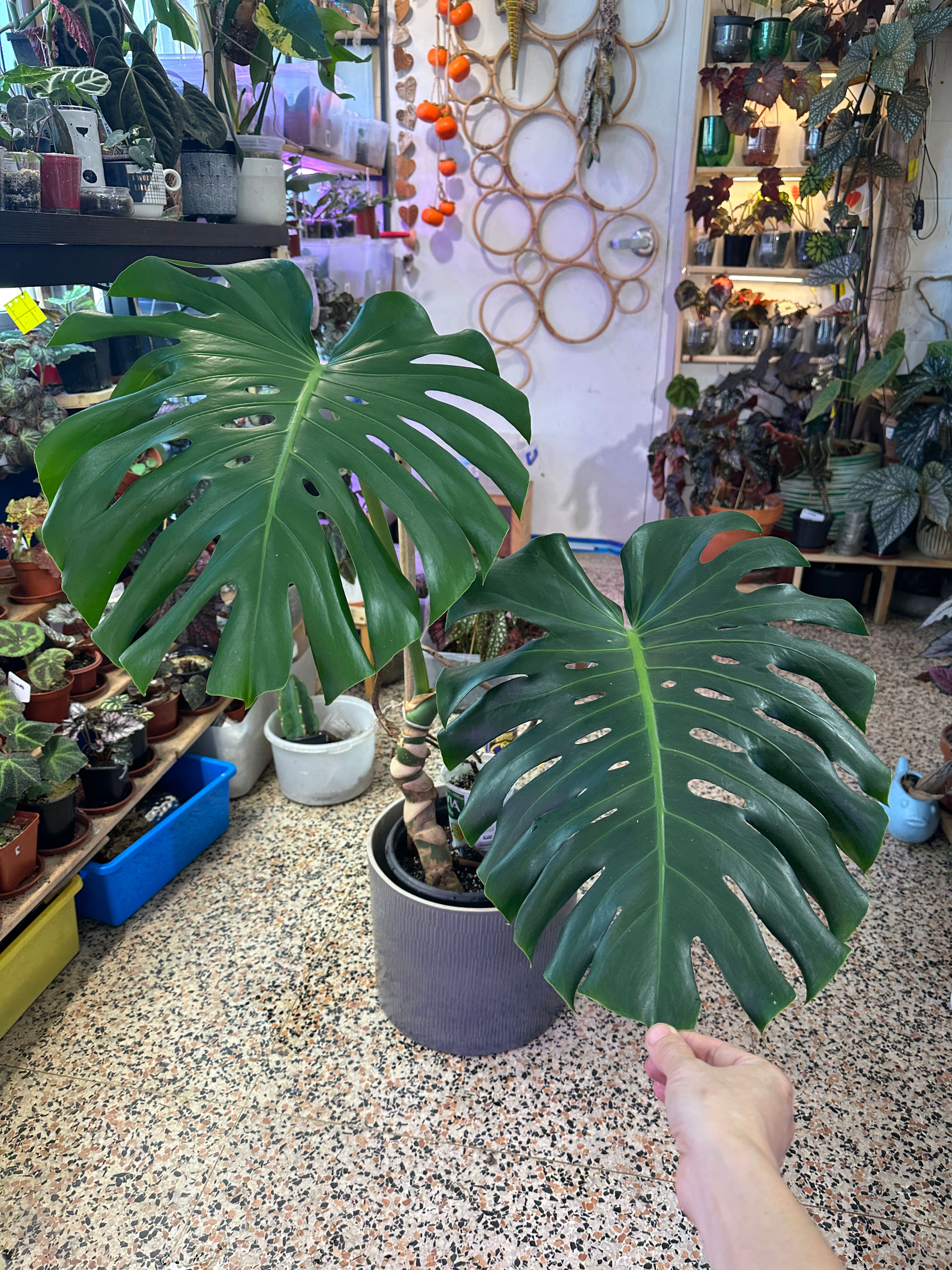 Monstera Green 8250
