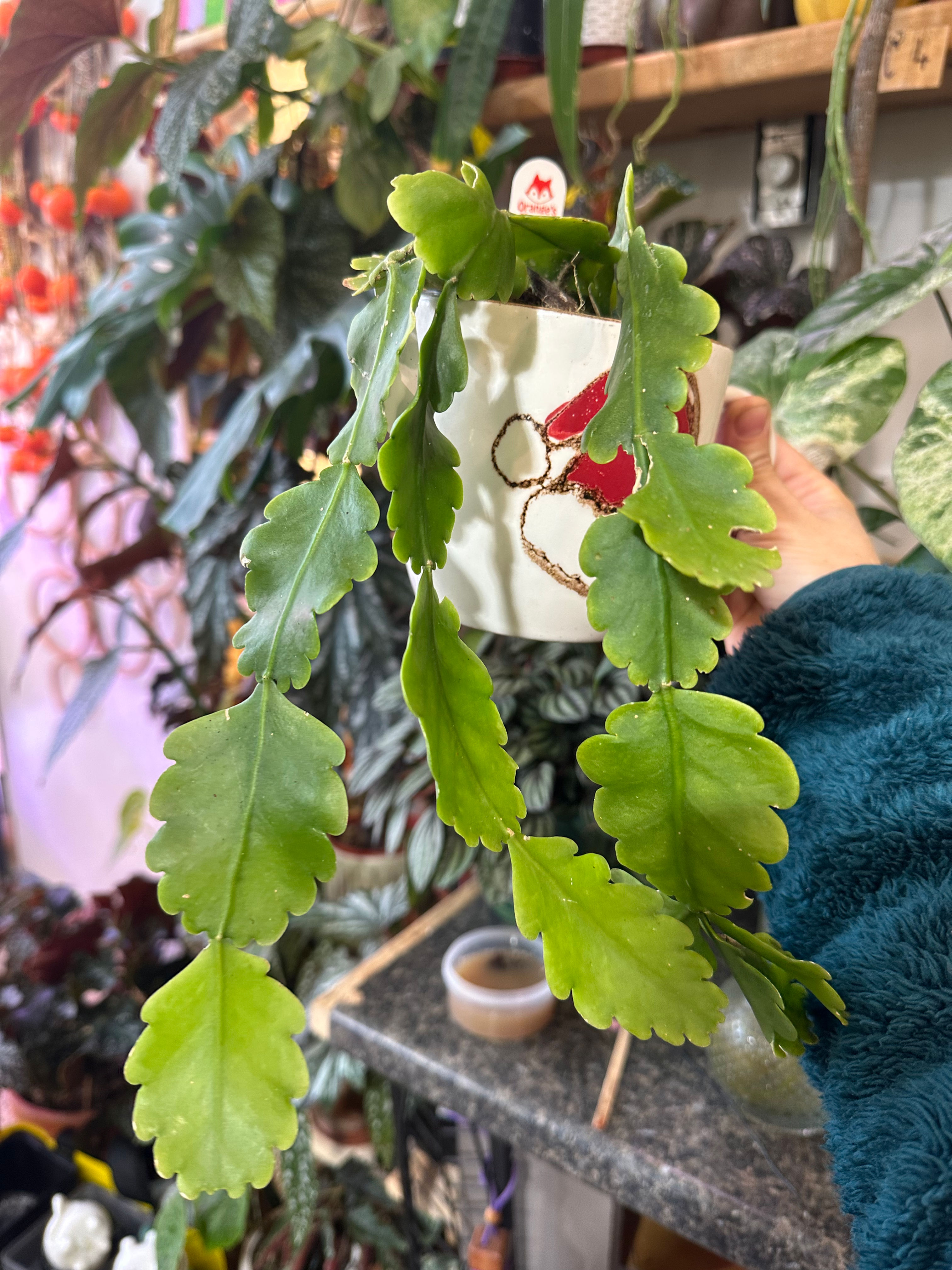 4.1. Rhipsalis Oblonga