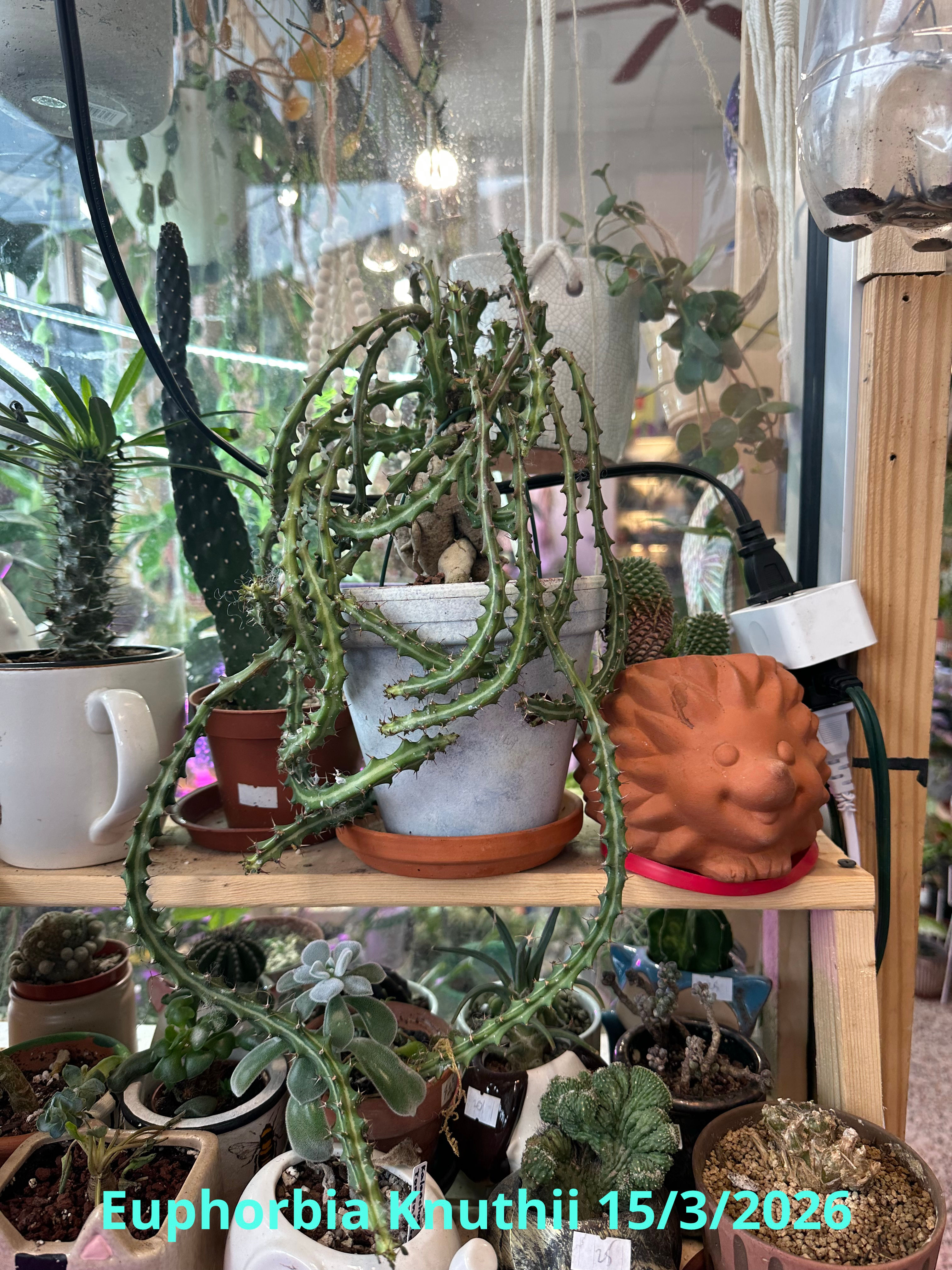Euphorbia Knuthii 7717