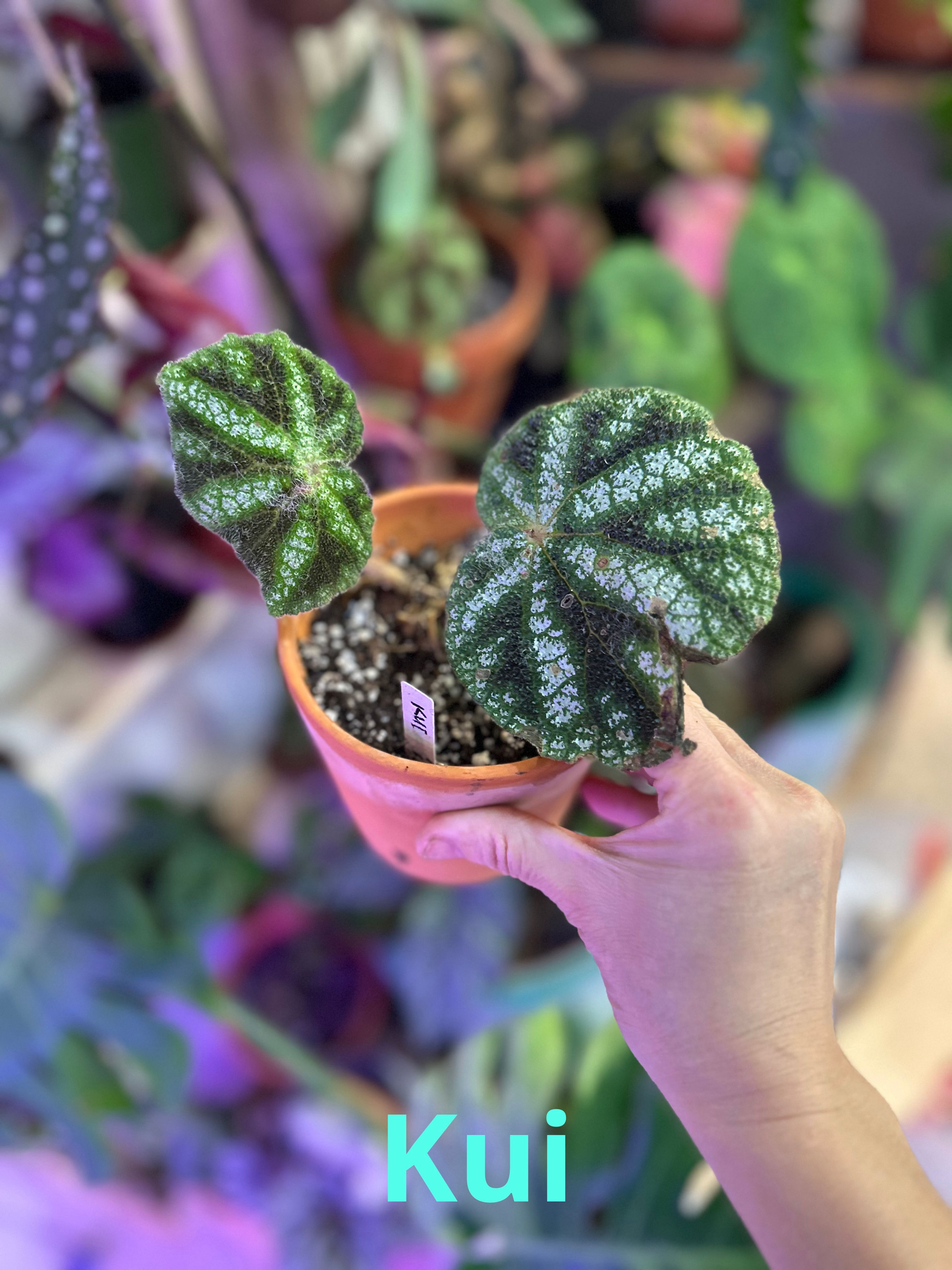 Begonia Kui