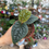 Thumbnail: Anthurium Luxurian Platinum
