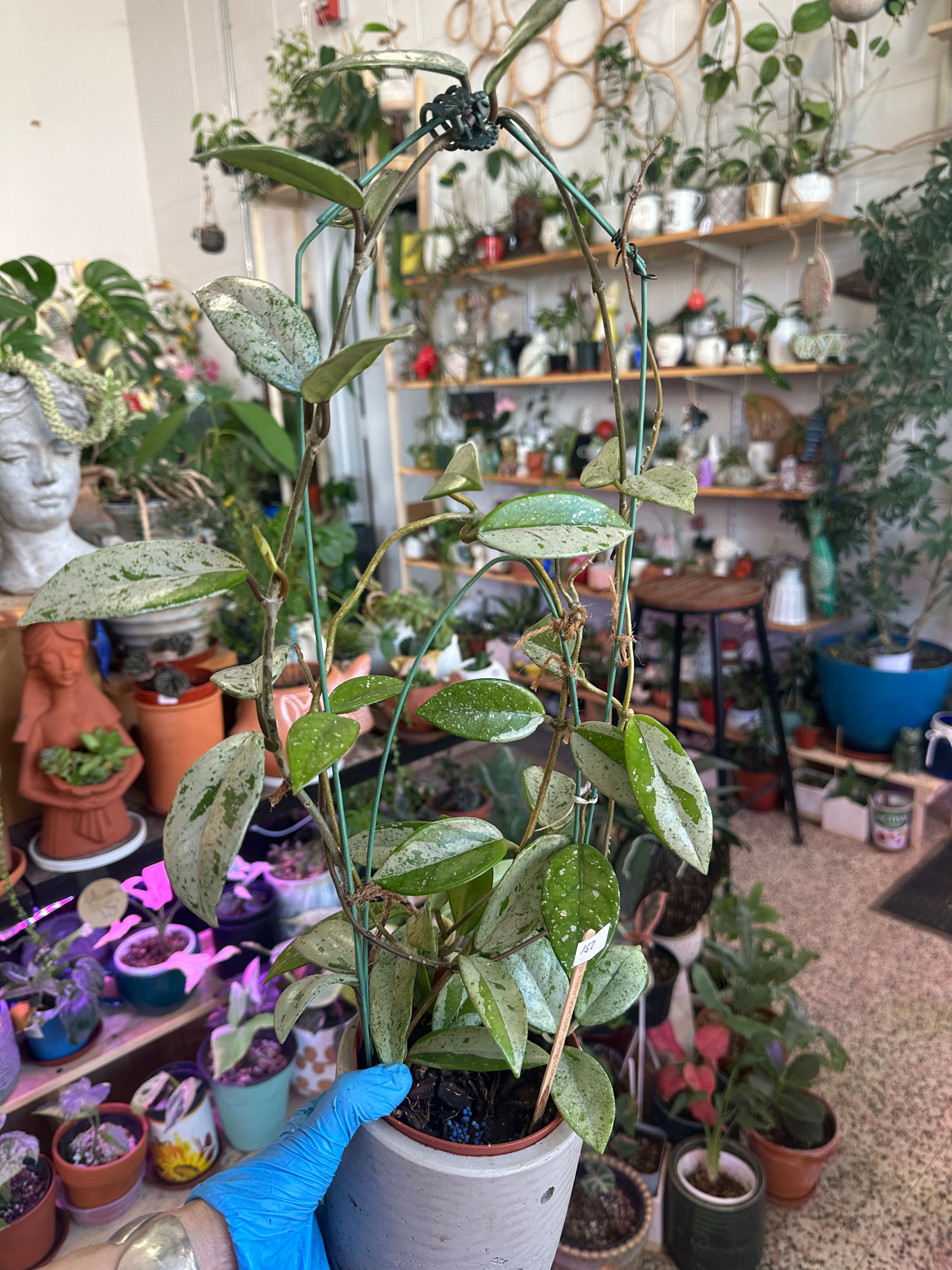 Hoya 'Wilbur Graves' Splash