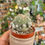 Thumbnail: Mammillaria crucigera subsp. tlalocii f. caespitosa 7014