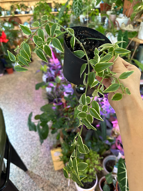 Hoya bella Albomarginata Near Me | Local Plant Delivery