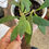 Thumbnail: Hoya Thomsonii 6190